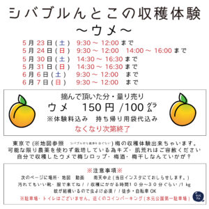 シバブル　収穫体験　梅　